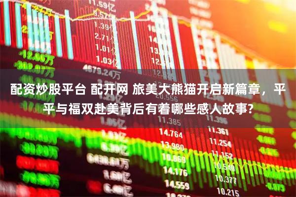 配资炒股平台 配开网 旅美大熊猫开启新篇章，平平与福双赴美背后有着哪些感人故事?